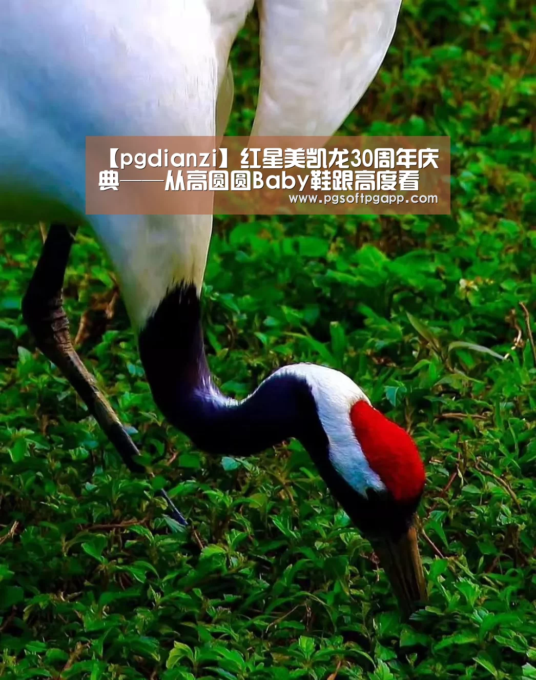 pg娱乐平台